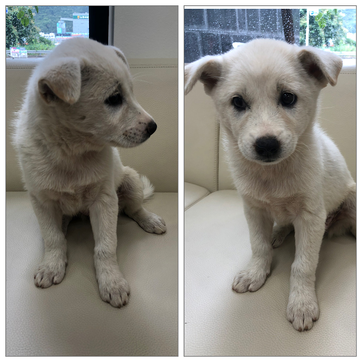 경주동물사랑보호센터_447505202300701